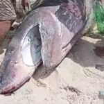 Tubarão-peregrino aparece morto na Praia Seca, em Araruama